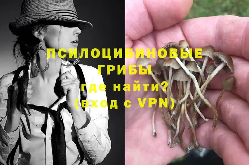 Галлюциногенные грибы Psilocybe  где продают наркотики  это как зайти  Михайловск 